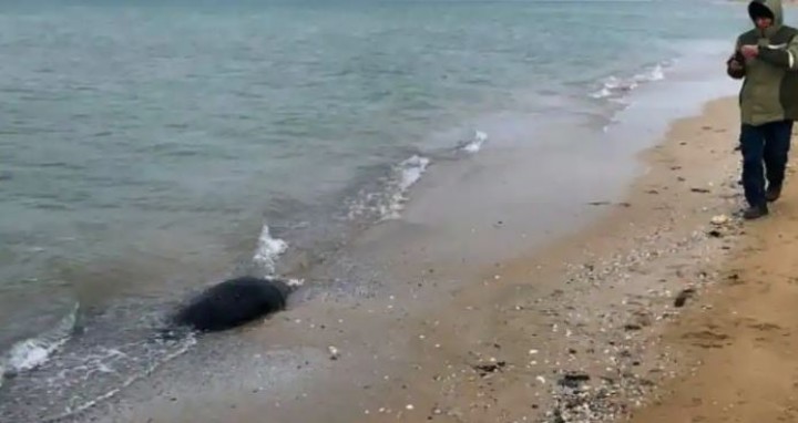 Sekitar 2.500 Anjing Laut Ditemukan Mati di Sepanjang Pantai Laut Kaspia