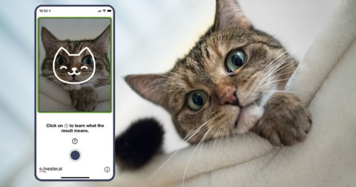 Potret Fitur Aplikasi Tably yang Bisa Membaca Keadaan Kucing. (TechForID/Foto)