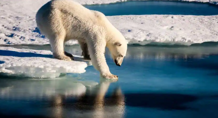 Populasi beruang kutub di Kanada menurun drastis akibat mencairnya es di habitat mereka /AFP