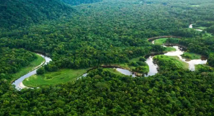 Pada Desember 2022 saja tutupan hutan hujan Amazon Brasil rusak seluas empat kali kota Manhattan /Twitter