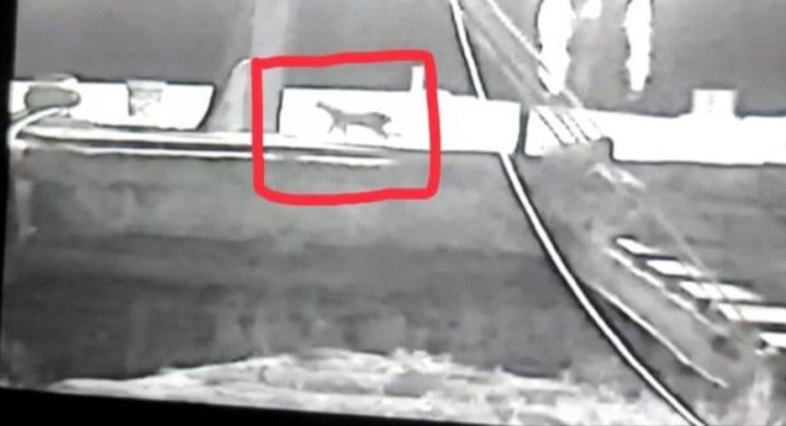 Teror Hewan Buas Di Siak, Sosok Macan Tutul Tertangkap Kamera CCTV
