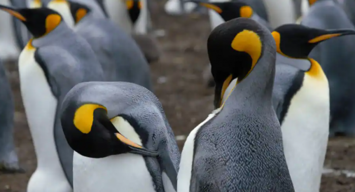 Ilmuwan temukan koloni penguin baru di Antartika melalui satelit luar /net