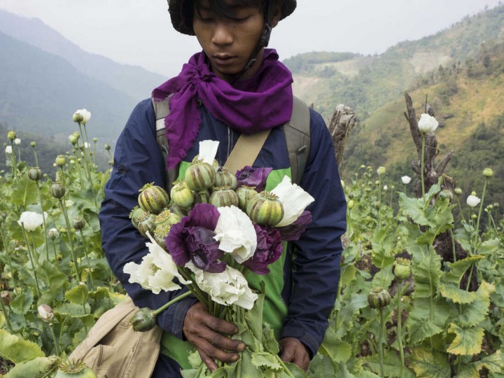 Potret Petani Opoum di Myanmar yang Memetik Bungan Opium. (NPR/Hkun Lat/AP/Foto)
