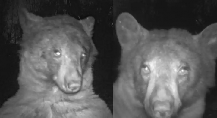 Beruang Hitam tertangkap berpose selfie sebanyak 400 kali di kamera Satwa liar Colorado /Twitter