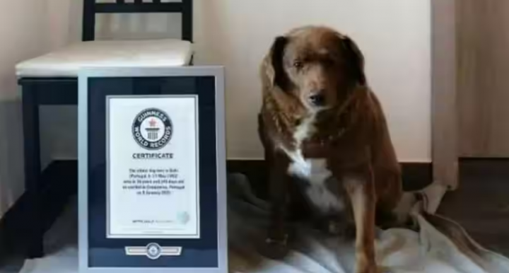 Bobbi, Anjing Pemecah rekor sebagai yang tertua di dunia /Guinness Book of World Records