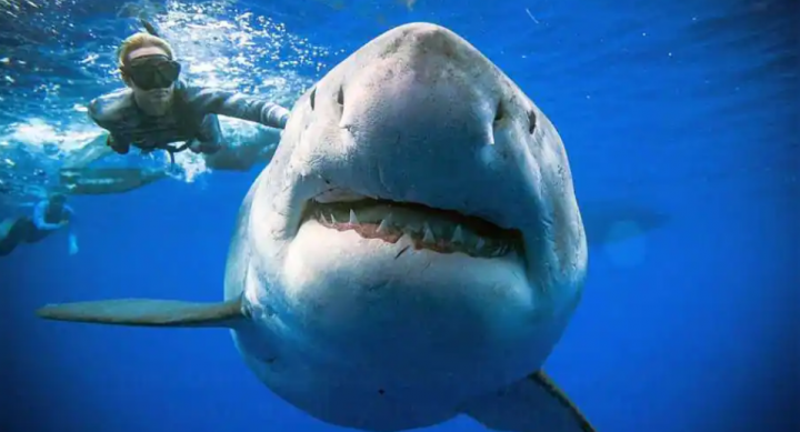Seorang gadis di Australia tewas diterjang hiu ketika bermain dengan kawanan lumba-lumba di sungai /AFP