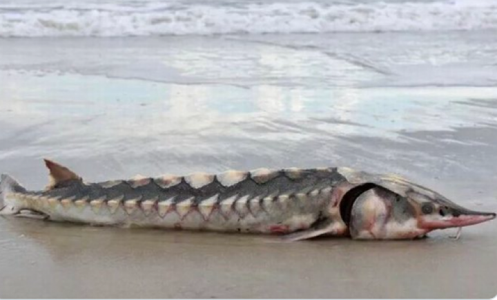 Sturgeon, ikan purba langka terdampar di pantai Amerika Serikat /Twitter