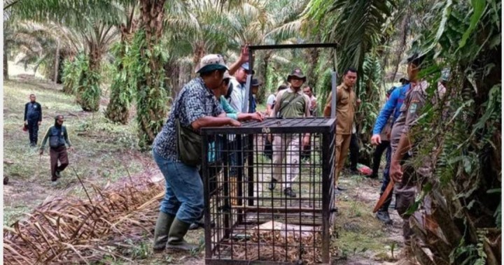 Teror Harimau Liar Belum Usai, BKSDA Riau Kembali Pasang Perangkap Di Lubuk Dalam Siak