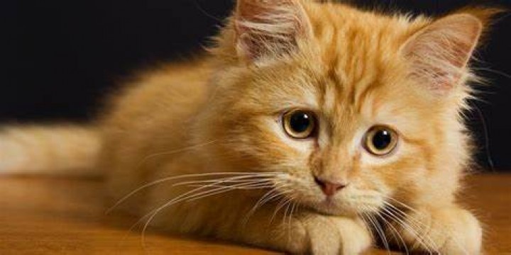 Jepang dilanda teror mutilasi kucing yang mengerikan /merdeka.com