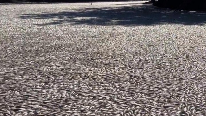 Waduh! Jutaan Ikan Mati Mengamabnag di Sungai Australia. (detik.com/Foto)