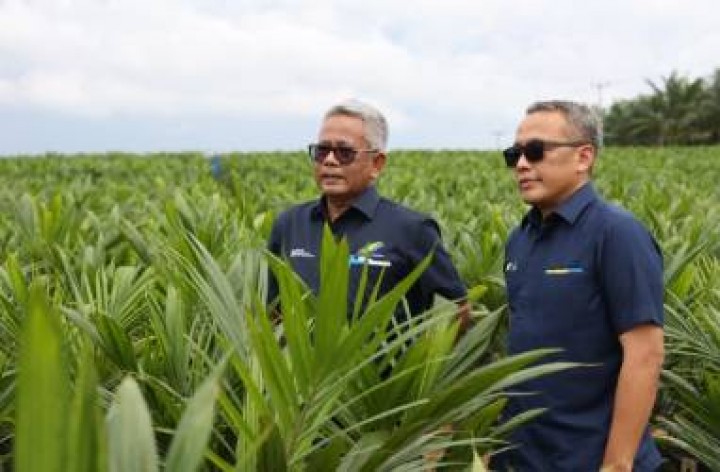 Foto : Holding Perkebunan Nusantara Bakal Gabungkan 13 PTPN Menjadi Sub Holding Sawit dan Sub Holding Pengelola Aset Perkebunan