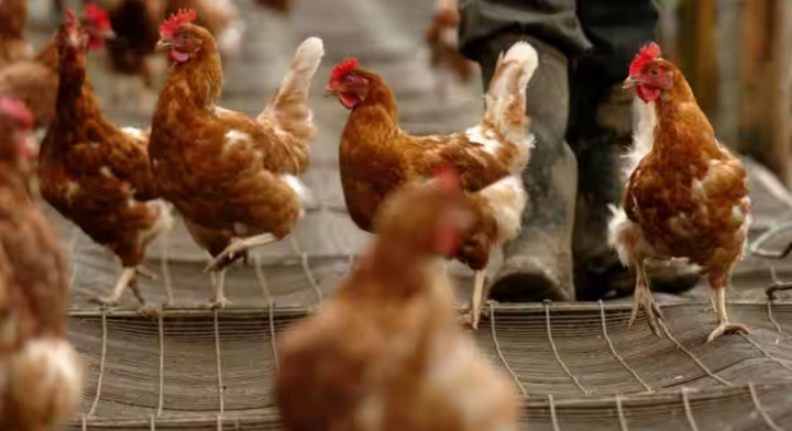 Chili laporkan kasus pertama flu burung pada manusia /Reuters
