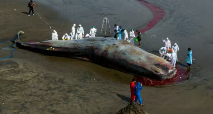 Bangkai ikan paus kembali ditemukan terdampar di Pantai Bali /AFP