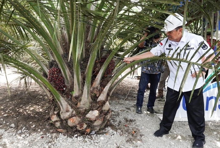 Produktivitas Petani Mitra PSR PTPN V Capai 29,23 Ton/Ha