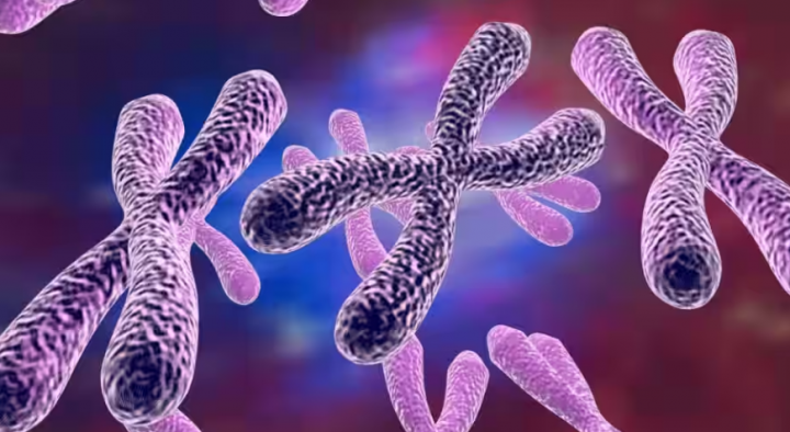 Kromosom berbentuk X selama pembelahan sel /Johns Hopkins Institute