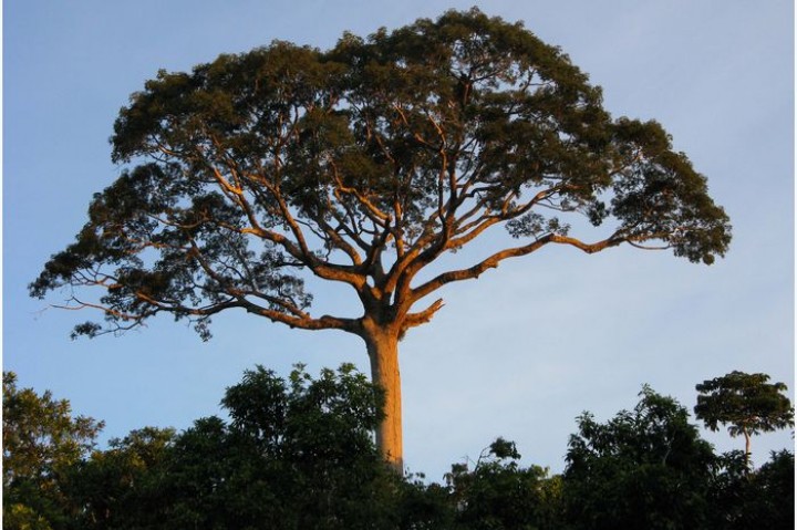 Pohon Kapuk