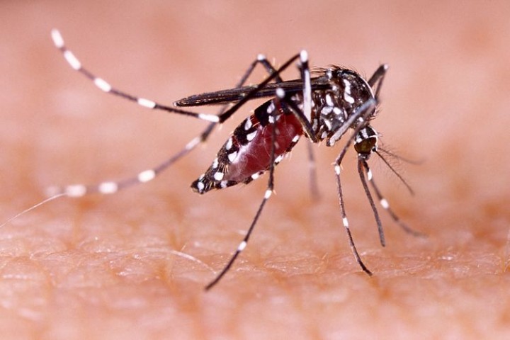 Apa yang Harus Dilakukan Setelah Digigit Nyamuk Demam Berdarah? 