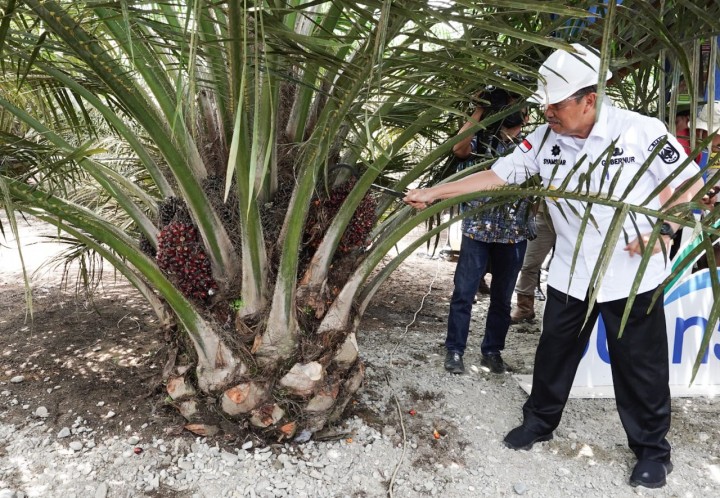 Produktivitas Petani Mitra PSR PTPN V Capai 29,23 Ton/Ha