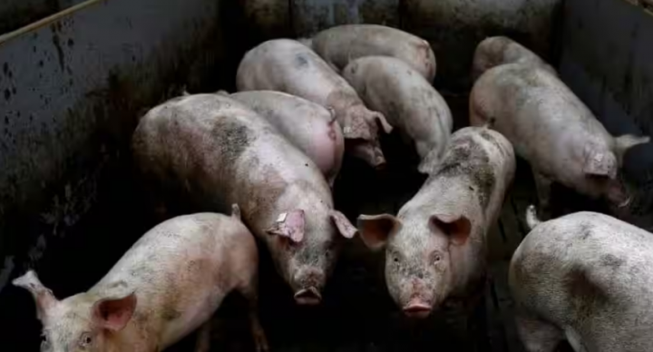 Pihak berwenang menguji sampel babi dari peternakan di Pulau Bulan, di Provinsi Kepulauan Riau /AFP