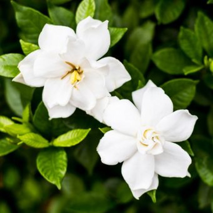 6 Bunga Berwarna Putih Paling Harum di Dunia 