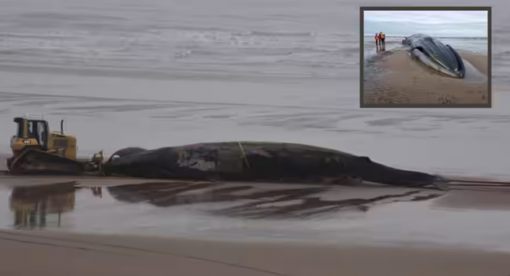 Bangkai ikan paus yang terdampar di pantai Inggris sempat menjad tempat berselfie wisatawan bak objek wisata /net