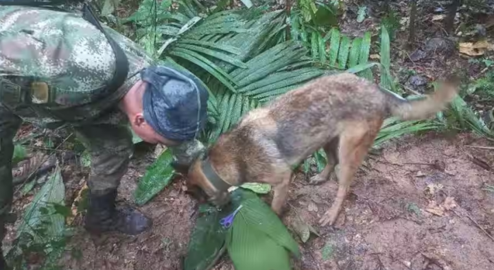 Seorang tentara dan seekor anjing mengambil bagian dalam operasi pencarian anak-anak yang selamat dari pesawat Cessna 206 yang jatuh di hutan lebih dari dua minggu lalu, di Caqueta, Kolombia 17 Mei 2023 /Reuters