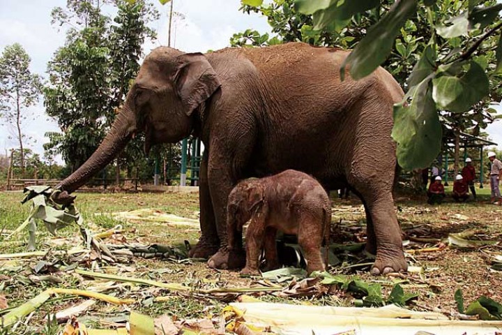Gajah Konservasi di Estate Ukui RAPP Lahirkan Bayi Jantan Seberat 90,9 Kg 