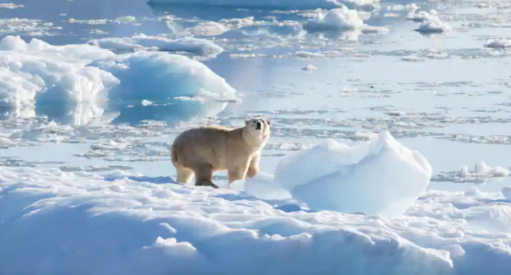 Beruang kutub Greenland tenggara di gletser di Arktik /Reuters