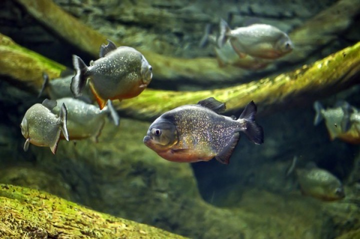 Tahukah Anda, Inilah 5 Ikan Paling Mematikan di Dunia, Berbisa hingga Suka Makan Darah