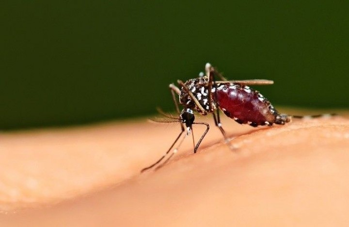 AS Keluarkan Peringatan usai Terdeteksi 5 Kasus Malaria Sejak 20 Tahun Terakhir. (Ilustrasi/AloDokter/Foto)