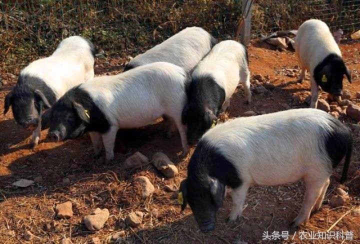 Warga China Rela Bayar Rp18 Juta Demi Menginap di Kamar dengan Pemandangan Babi. (Laitimes.com/Foto)