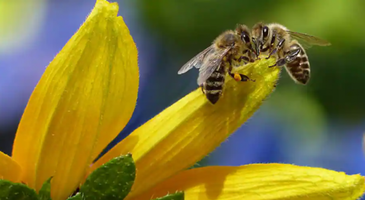 Penelitian tentang proses pengambilan keputusan lebah madu /Twitter
