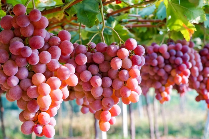 Studi: Rutin Konsumsi Anggur Setiap Hari Bisa Kontrol Kadar Gula Darah. (Twitter/Foto)