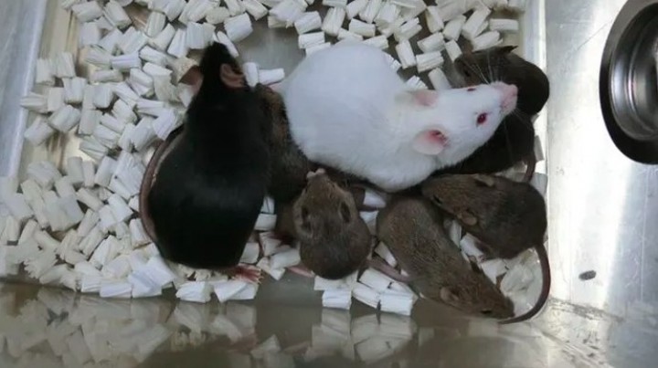 Ilustrasi tikus. (Foto: Universitas Yamanashi)