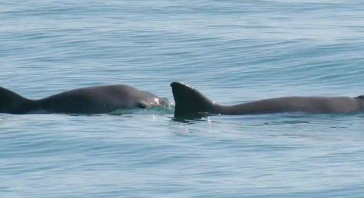Komisi Penangkapan Ikan Paus Internasional mengeluarkan peringatan kepunahan untuk lumba-lumba vaquita Meksiko yang terancam /Reuters