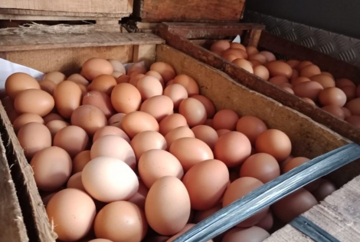 Pemerintah Tambah Ayam dan Telur dalam Bansos September-November. (Republika/Foto)