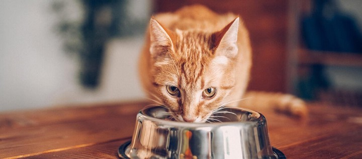 Seorang Wanita Nekat Makan Makanan Kucing, Begini Efeknya Bagi Kesehatan