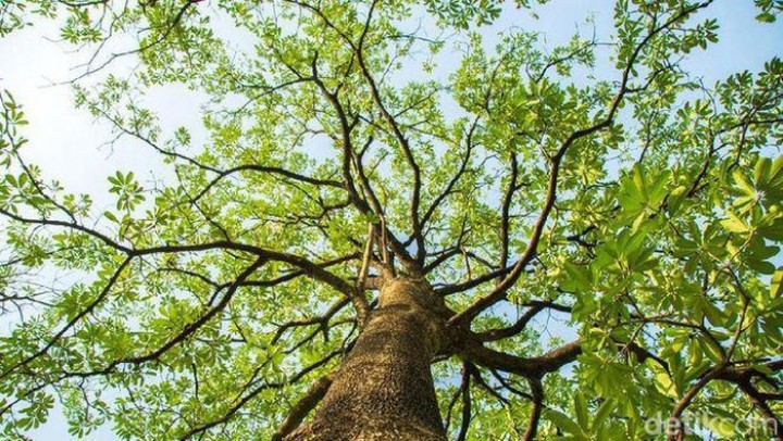 Manfaat Pohon Pule yang Ditanam di Istana IKN, Buat Stamina sampai Obat Malaria