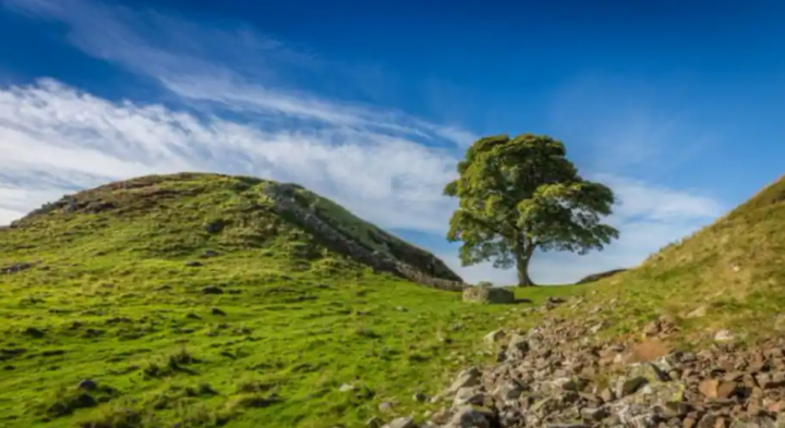 Gambar pohon Sycamore Gap yang terkenal di Tembok Hadrian sebelum ditebang /Twitter