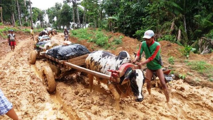 KPU gunakan gerobak sapi salurkan distribusi logistik Pemilu. Sumber: inilampung.com