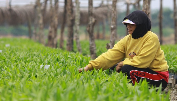 Petugas sedang melaksanakan perawatan di salah satu sentra pembibitan sawit PTPN V. Ribuan petani sawit Provinsi Riau terbantu dengan program penyediaan bibit sawit unggul yang digulirkan anak Perusahaan Holding Perkebunan Nusantara III Persero tersebut.