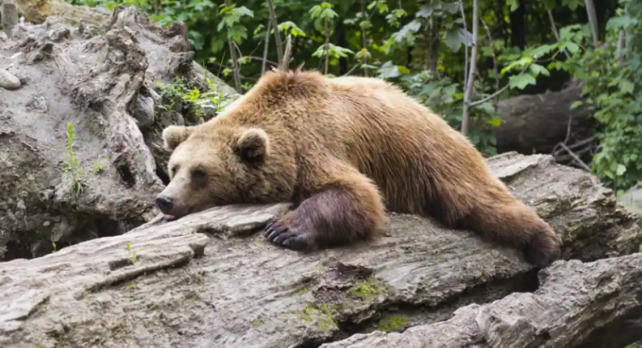 Sejak April, setidaknya 158 cedera dan dua kematian telah dilaporkan karena pertemuan beruang /net