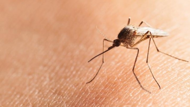 Penyebab dan Gejala Malaria, Ketahui Juga Cara Pencegahannya  