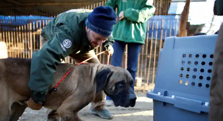 Petugas penyelamat dari Humane Society International menyelamatkan seekor anjing di sebuah peternakan daging anjing di Wonju, Korea Selatan /Reuters