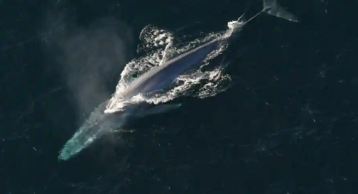 International Union for the Conservation of Nature mencantumkan paus biru sebagai spesies yang terancam punah /NOAA Fisheries