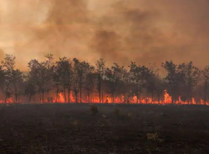 Api dan asap membubung dari barisan pohon saat api membakar Taman Nasional Dadia di wilayah Evros, Yunani, 1 September 2023 /Reuters