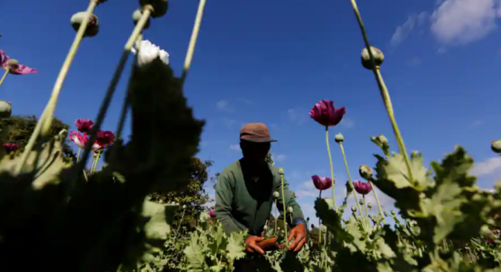 Produksi opium di Myanmar /Reuters
