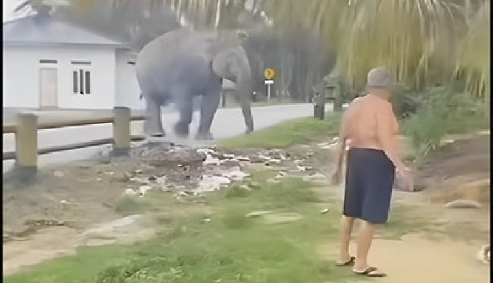 Gajah melintasi di pemukiman warga di Kecamatan Pinggir Kab Bengkalis