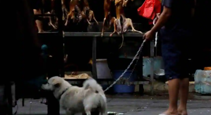 Parlemen Korea Selatan meloloskan RUU pada Selasa (9 Januari) untuk mengakhiri makan dan menjual daging anjing /Reuters
