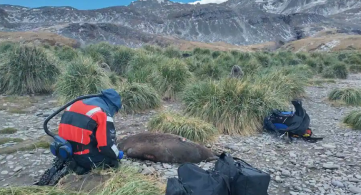 Dalam foto dari Desember 2023 ini, seorang ilmuwan menguji anjing laut mati di Pulau Georgia Selatan di Samudra Atlantik Selatan untuk flu burung /Reuters